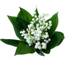 Lily of the Valley birthflower for May Northern Hemisphere